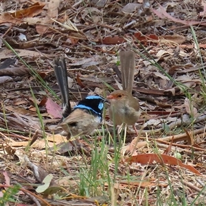 Malurus cyaneus at Tharwa, ACT - 15 Nov 2024 02:00 PM