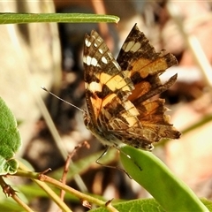 Vanessa kershawi (Australian Painted Lady) at Aranda, ACT - 16 Nov 2024 by KMcCue