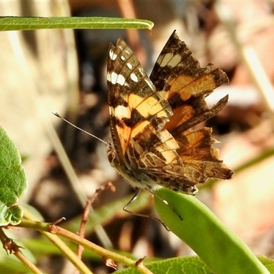 Vanessa kershawi (Australian Painted Lady) at Aranda, ACT - 15 Nov 2024 by KMcCue