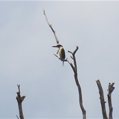 Todiramphus sanctus (Sacred Kingfisher) at Tharwa, ACT - 15 Nov 2024 by RodDeb