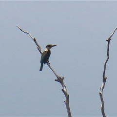 Todiramphus sanctus at Tharwa, ACT - 15 Nov 2024