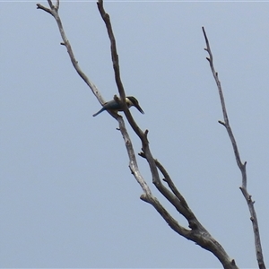 Todiramphus sanctus at Tharwa, ACT - 15 Nov 2024