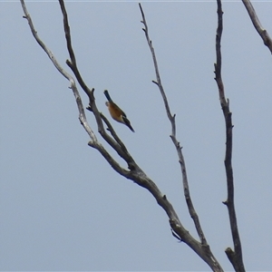 Todiramphus sanctus at Tharwa, ACT - 15 Nov 2024