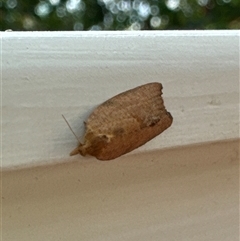 Meritastis laganodes (A Tortrix moth) at Aranda, ACT - 16 Nov 2024 by Jubeyjubes