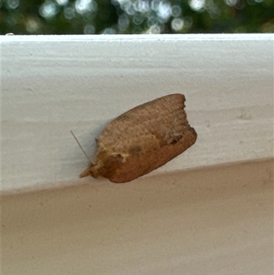 Meritastis laganodes (A Tortrix moth) at Aranda, ACT - 16 Nov 2024 by Jubeyjubes