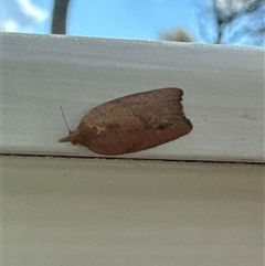 Meritastis laganodes at Aranda, ACT - 16 Nov 2024 04:48 PM