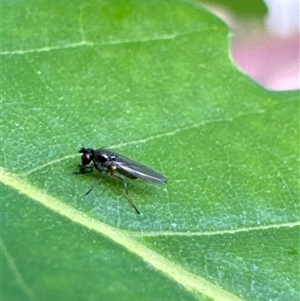 Empididae sp. (family) at Aranda, ACT by Jubeyjubes