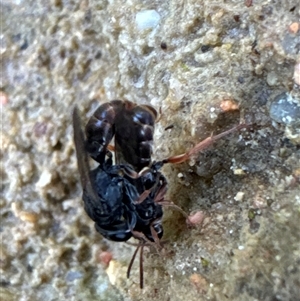 Crabronidae (family) (Sand wasp) at Aranda, ACT by Jubeyjubes