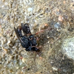 Crabronidae (family) at Aranda, ACT - 16 Nov 2024 05:20 PM