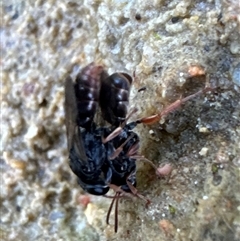 Crabronidae (family) at Aranda, ACT - 16 Nov 2024 05:20 PM