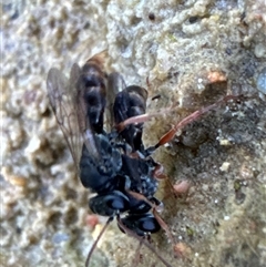 Crabronidae (family) at Aranda, ACT - 16 Nov 2024 05:20 PM