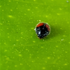 Diomus notescens (Little two-spotted ladybird) at Aranda, ACT by Jubeyjubes