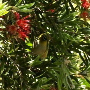 Zosterops lateralis (Silvereye) at Aranda, ACT by KMcCue