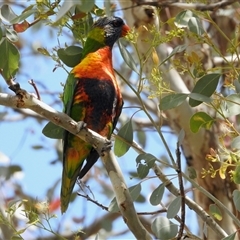 Trichoglossus moluccanus (Rainbow Lorikeet) at Aranda, ACT - 14 Nov 2024 by KMcCue