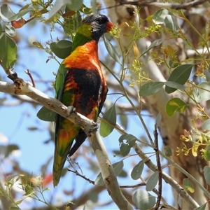 Trichoglossus moluccanus at Aranda, ACT - 14 Nov 2024