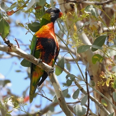 Trichoglossus moluccanus (Rainbow Lorikeet) at Aranda, ACT - 14 Nov 2024 by KMcCue