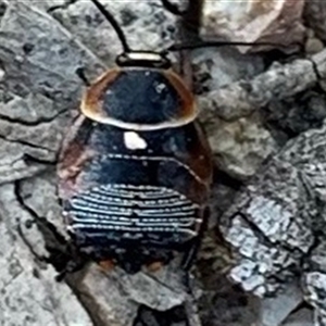 Ellipsidion australe at Forde, ACT - 14 Nov 2024 05:49 PM