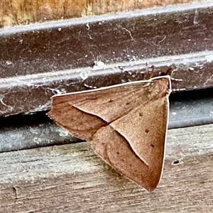 Epidesmia chilonaria at Aranda, ACT - 16 Nov 2024