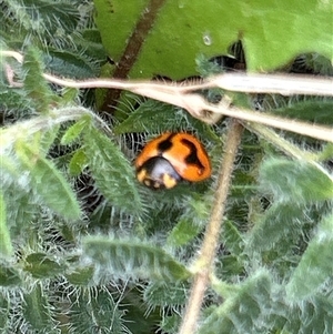 Coccinella transversalis (Transverse Ladybird) at Gilmore, ACT by Melmo