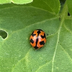 Coccinella transversalis at Gilmore, ACT - 16 Nov 2024 02:45 PM