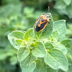 Agonoscelis rutila at Gilmore, ACT - 16 Nov 2024