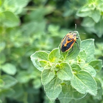 Agonoscelis rutila (Horehound bug) at Gilmore, ACT - 16 Nov 2024 by Melmo