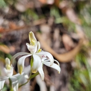 Caladenia moschata at Tennent, ACT - 16 Nov 2024