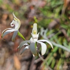 Caladenia moschata at Tennent, ACT - suppressed