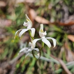 Caladenia moschata at Tennent, ACT - suppressed