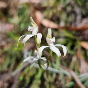 Caladenia moschata at Tennent, ACT - 16 Nov 2024