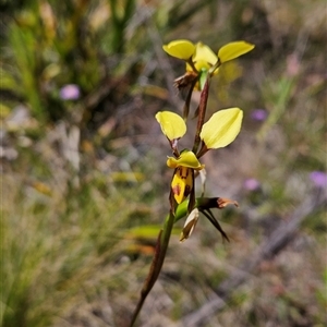 Diuris sulphurea at Tennent, ACT - suppressed