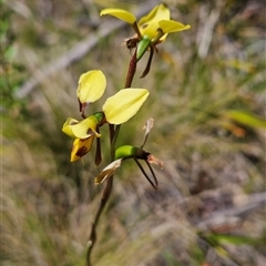 Diuris sulphurea at Tennent, ACT - suppressed