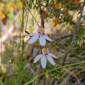 Caladenia moschata at Tennent, ACT - suppressed