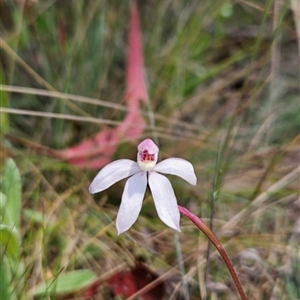 Caladenia alpina at Cotter River, ACT - suppressed