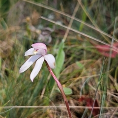 Caladenia alpina at Cotter River, ACT - suppressed