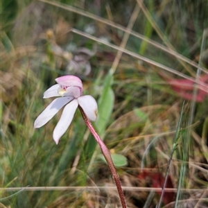 Caladenia alpina at Cotter River, ACT - 16 Nov 2024