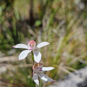 Caladenia moschata at Cotter River, ACT - suppressed