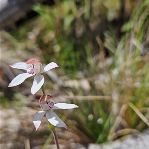 Caladenia moschata at Cotter River, ACT - suppressed