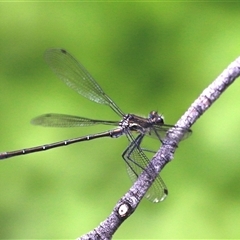 Unidentified Dragonfly (Anisoptera) at Rendezvous Creek, ACT - 16 Nov 2024 by JimL