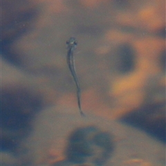 Galaxias olidus at Rendezvous Creek, ACT - 16 Nov 2024 02:21 PM