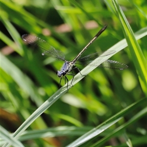 Griseargiolestes eboracus at Rendezvous Creek, ACT - 16 Nov 2024