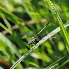 Griseargiolestes eboracus at Rendezvous Creek, ACT - 16 Nov 2024