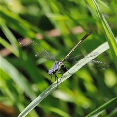 Griseargiolestes eboracus at Rendezvous Creek, ACT - suppressed