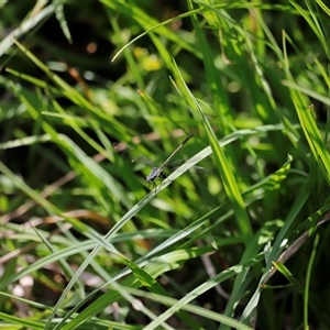 Griseargiolestes eboracus at Rendezvous Creek, ACT - suppressed