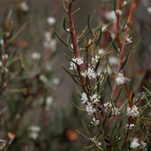 Hakea microcarpa at Rendezvous Creek, ACT - 16 Nov 2024