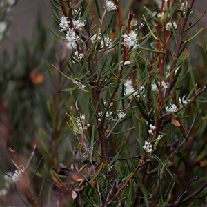 Hakea microcarpa at Rendezvous Creek, ACT - 16 Nov 2024