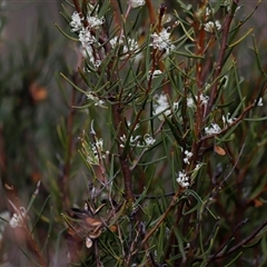 Hakea microcarpa at Rendezvous Creek, ACT - 16 Nov 2024