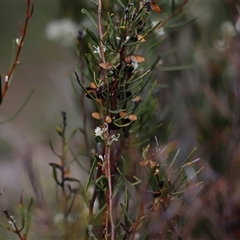 Hakea microcarpa at Rendezvous Creek, ACT - 16 Nov 2024