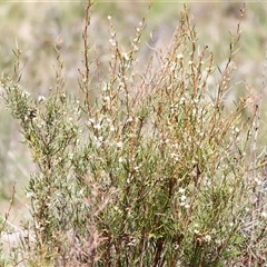 Hakea microcarpa at Rendezvous Creek, ACT - 16 Nov 2024