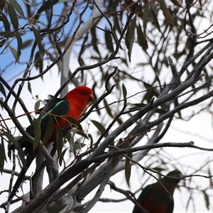 Alisterus scapularis at Rendezvous Creek, ACT - 16 Nov 2024